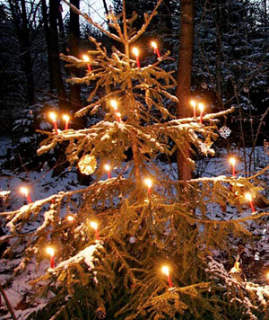 Waldweihnacht im Winterwald